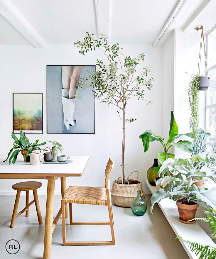 Plant filled living area