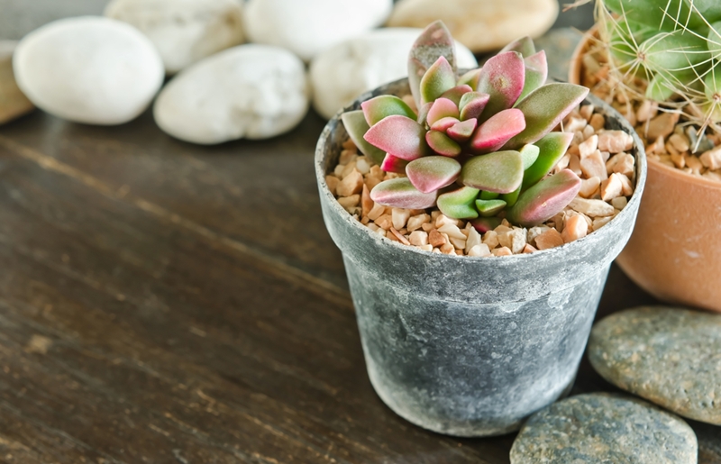 A rustic-chic terrarium makes for a great gift this holiday season.